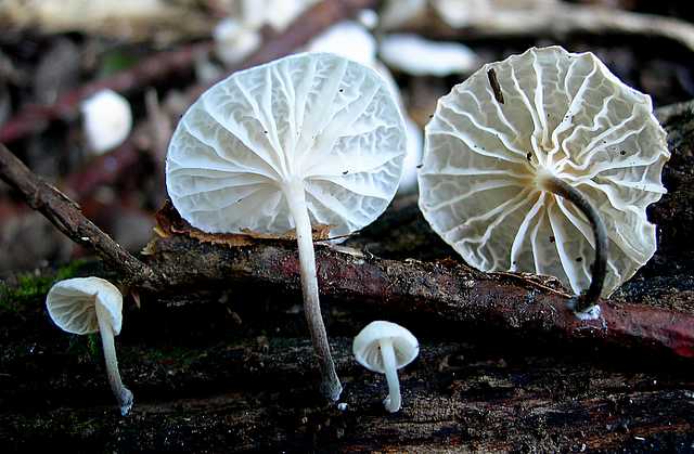 2005 :  Un anno di funghi